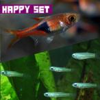 アフリカンランプアイ＋ラスボラヘテ...