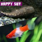 ( тропическая рыба комплект )[ happy комплект ]a рубин no. белый so-do( примерно 3cm)(3 шт )+bo Rene o Plecostomus ( примерно 2.5cm)(1 шт )