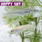 白メダカ＋青メダカ