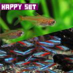 ネオンテトラ＋レッドテトラ