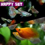 ( тропическая рыба комплект )[ happy комплект ] Mix Guppy ( примерно 3cm)(3 пара ) + Mix ba Rune mo- Lee ( примерно 2.5cm)(3 шт )