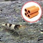 ( аквариум сопутствующие товары )( креветка ) новый bee shrimp примерно 1-1.5cm 30 шт + шримс house земля труба 4шт.@* чай цвет примерно 4cmx6cmx4cm