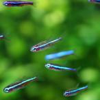 (熱帯魚)グリーンネオン　約1.5-2cm　