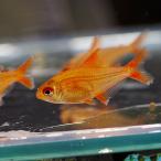 ( тропическая рыба ) красный Cherry Tetra ( примерно 2cm)(1 шт )