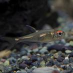 (熱帯魚)イエローブリタニクステトラ　約1.5ｃｍ　3匹