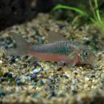 赤コリドラスアエネウス