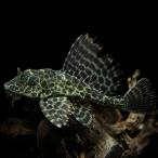 ( тропическая рыба Plecostomus ) собственный .n Plecostomus примерно 8-10cm 1 шт 