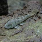( тропическая рыба ) bronze Plecostomus примерно 5cm 1 шт 