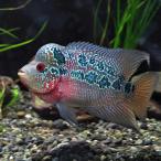 フラワーホーンおまかせ個体