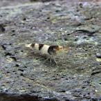( креветка ) новый bee shrimp примерно 1-1.5cm 50 шт 