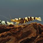 ( креветка ) черный fancy Tiger bee shrimp (1cm передний и задний (до и после) )(3 шт )