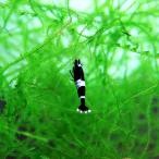 ( креветка ) черный тень шримс Panda 1cm 1 шт 