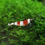 ( креветка )A комплектация Red Bee Shrimp примерно 1cm 10 шт 
