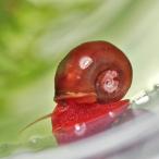 (.) ограничение специальная цена re барабан z звуковой сигнал (S размер 0.5-1cm)5 шт 