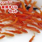 ショッピング金魚 (金魚)ノーマルＡセット　金魚すくいセット　〜小規模出店用〜　※沖縄県は送料が別途＋5000円発生致します。　(KSK) 代引・銀行振込・コンビニ決済不可