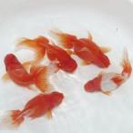 ( золотая рыбка ) местного производства ..(8cm передний и задний (до и после) )(1 шт )