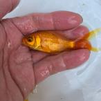 ( золотая рыбка организм ) местного производства желтый комета (8cm передний и задний (до и после) )(1 шт )