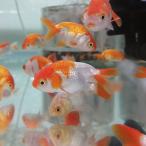 ( тропическая рыба ) Kato золотая рыбка [ местного производства ]( примерно 6cm)(1 шт )