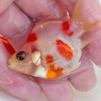 ( золотая рыбка ) шар скумбиря ..[ местного производства ] ( примерно 5cm)(1 шт )