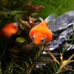 ピンポンパール約2-4cm1匹