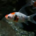 (金魚)朱文金 約7-8cm 3匹