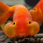 ( золотая рыбка ) вода пена глаз примерно 6-7cm 1 шт 