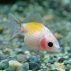 ( золотая рыбка ) молоко булавка pon жемчуг примерно 2-2.5cm 1 шт 