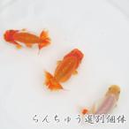 (金魚)国産　らんちゅう　５-６cm前後　1匹