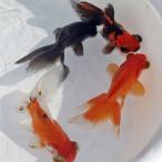 ( золотая рыбка ) Mix . глаз золотой примерно 5-8cm 10 шт 