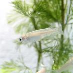 白メダカ約2-3cm10匹