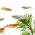 人気メダカ紅白セット楊貴妃メダカ約...