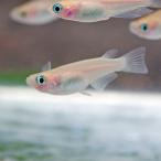 ピンク出目メダカ