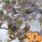 (両生類)アジアウキガエル 約3cm 30匹
