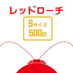 お取り寄せ（3−4営業日）　餌昆虫　レッドローチ　（Ｓサイズ）（500匹）【代引き不可】【冬季航空便地域発送不可】　活餌　爬虫類　両生類　小動物