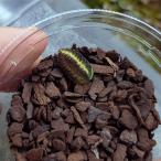 ( насекомое ) - The n..nijiiro таракан M примерно 1.5cm(1 шт ) [ наложенный платеж не возможно ]
