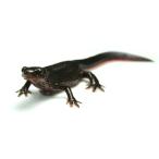 ( земноводные ) красный - la тритон 8-10cm 1 шт 