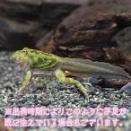 ( земноводные ) Clan well tsunoga L . Tama .. расческа примерно 4cm 1 шт 