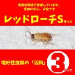 ( земноводные )re draw chi(S размер )3 cup [ наложенный платеж не возможно ]