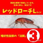 (両生類)レッドローチ　（Lサイズ）3カップ　【代引き不可】