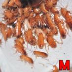 (両生類)レッドローチ　（Mサイズ）（３カップ）【代引き不可】