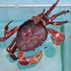  Indonesia производство фиолетовый okagani. длина 10cm (1 шт )