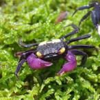 (カニ)バンパイア クラブ (約2cm)(3匹)