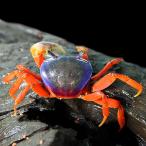 ( краб ) Rainbow Land Club . длина 5-6cm 3 шт 