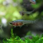 (熱帯魚)ラスボラアクセルロディ　ブルー　約2cm　5匹
