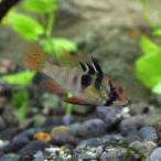 ドイツラミレジィ約3cm1匹