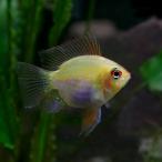 ( тропическая рыба организм )ba Rune золотой la Mille ji.( примерно 2.5-3cm)(1 шт )