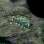 (熱帯魚)ワイルドオスカー　コロンビア産　約4cm　1匹