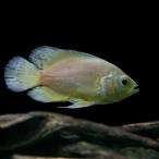 (熱帯魚)レモンオスカー　約4cm　1匹