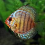 (熱帯魚)レッドロイヤルブルーディスカス　タイ産　約３-５cm　1匹