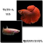 (熱帯魚)ベタ　デルタテール　1ペア